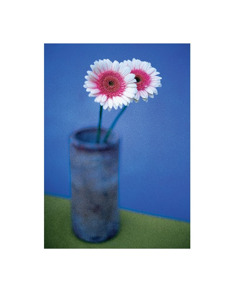 Pink Daisies art print by Frontline for $57.95 CAD