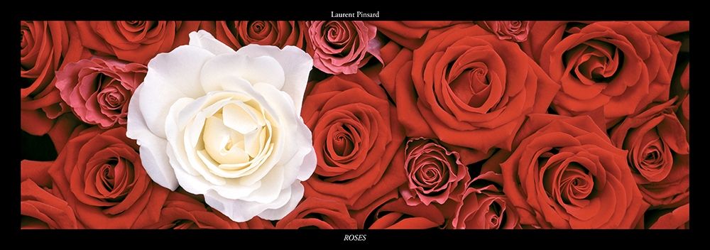 Roses I art print by Laurent Pinsard for $57.95 CAD