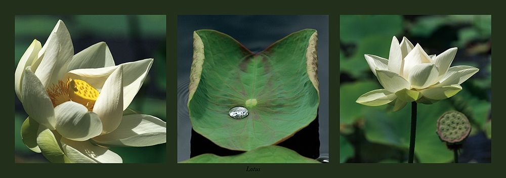 Lotus blancs art print by Laurent Pinsard for $57.95 CAD