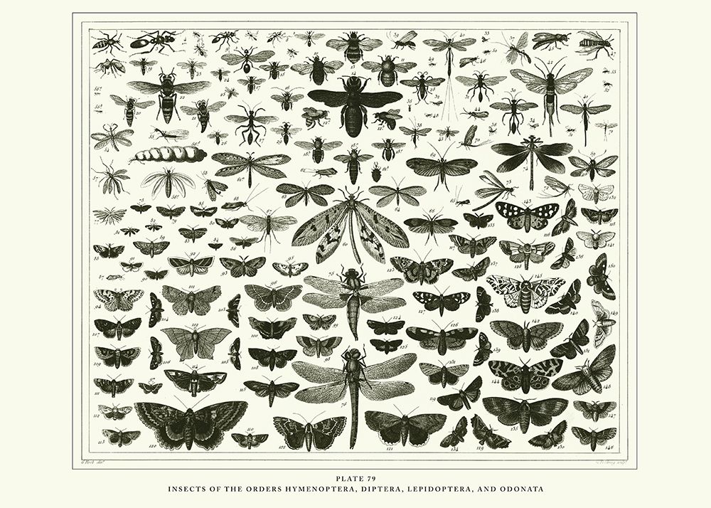 Planche Papillons 1 art print by BRAUN Studio for $57.95 CAD