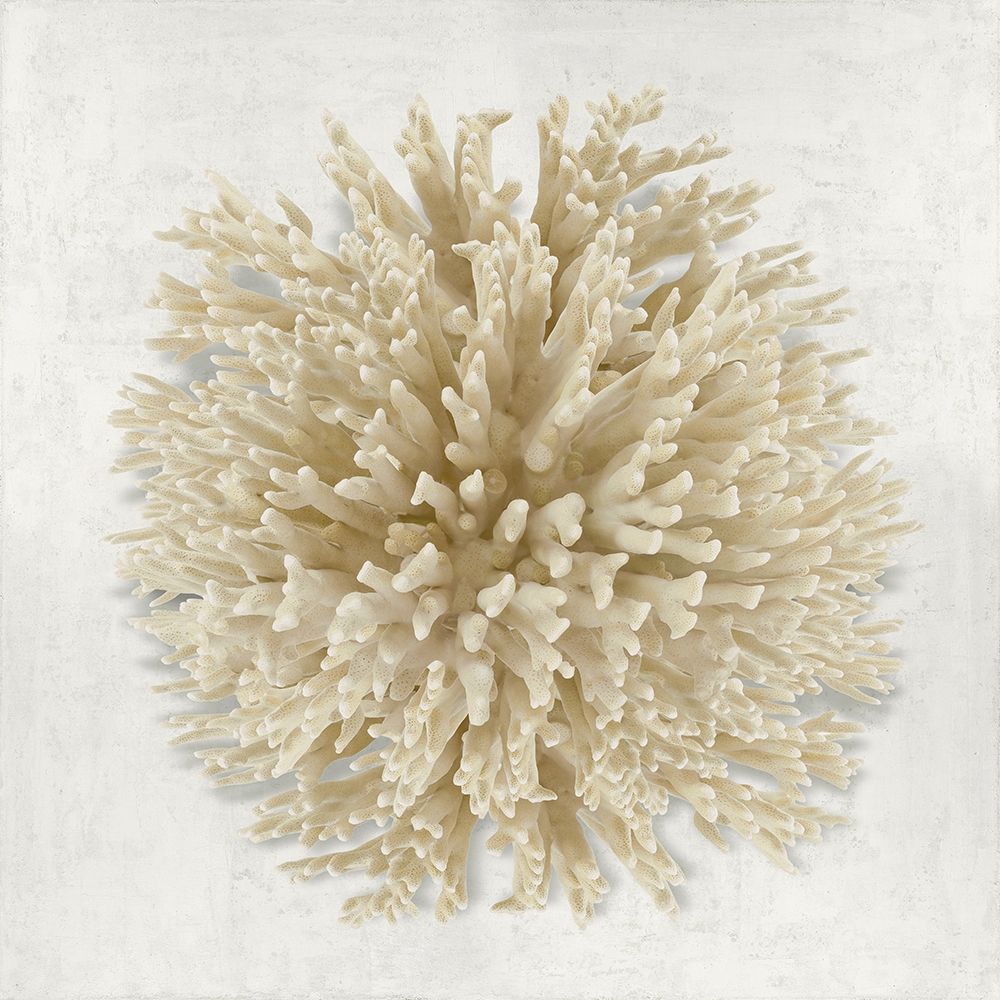 Coral Cream I art print by Caroline Kelly for $57.95 CAD
