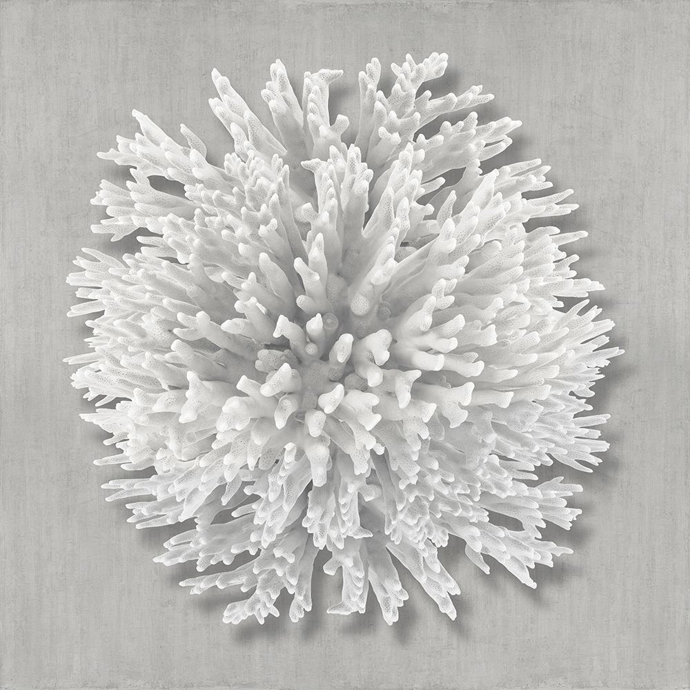 Coral on Gray I art print by Caroline Kelly for $57.95 CAD