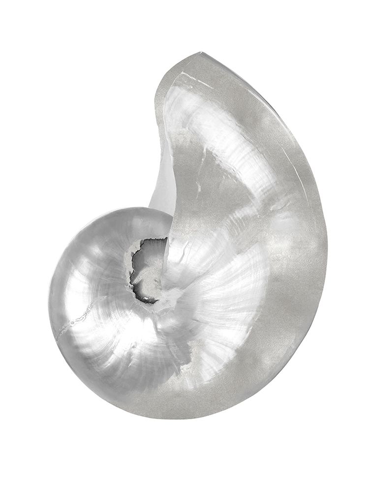 Silver Pearl Shell I art print by Caroline Kelly for $57.95 CAD