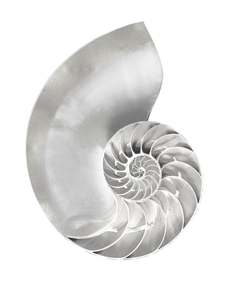Silver Pearl Shell II art print by Caroline Kelly for $57.95 CAD