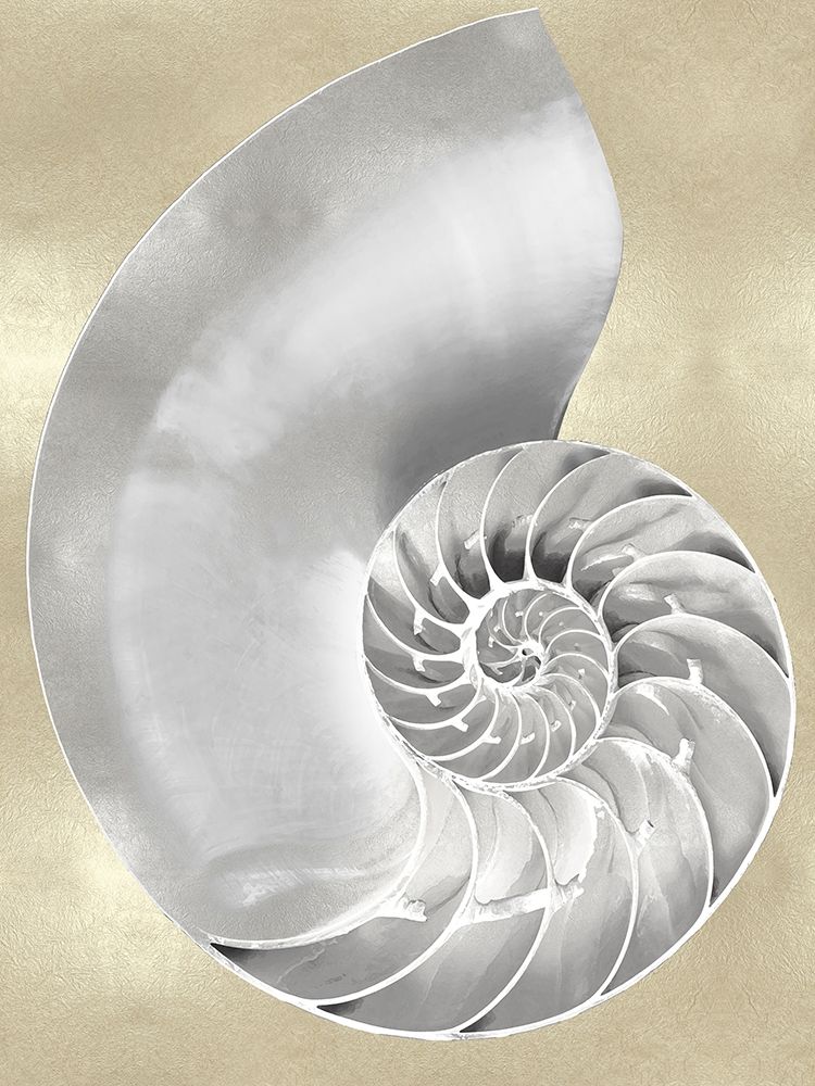 Silver Pearl Shell on Gold II art print by Caroline Kelly for $57.95 CAD