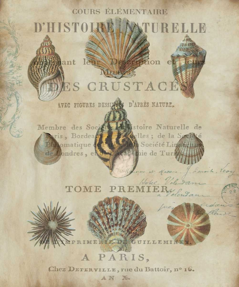 Shell Collection I art print by Deborah Devellier for $57.95 CAD