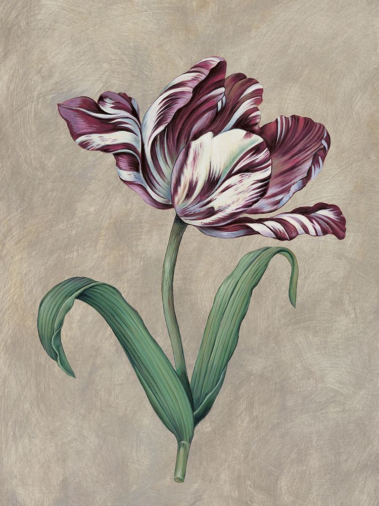 Parrot Tulip I art print by Jill Deveraux for $57.95 CAD