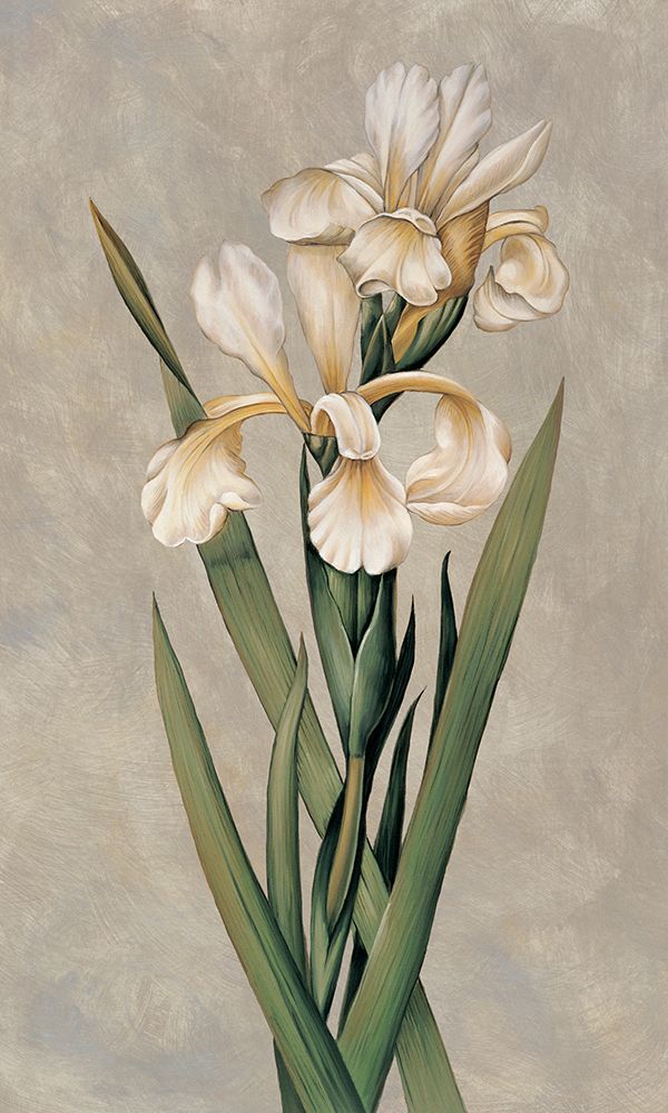 Decorative Irises I art print by Jill Deveraux for $57.95 CAD