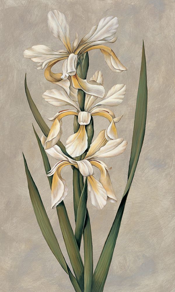 Decorative Irises II art print by Jill Deveraux for $57.95 CAD