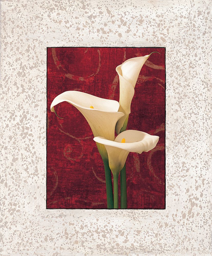 Calla Lilies art print by John Seba for $57.95 CAD