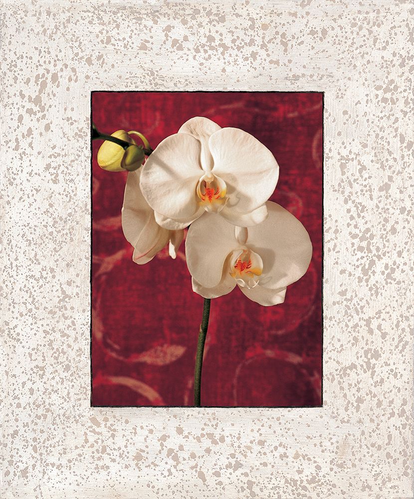 Orchids art print by John Seba for $57.95 CAD