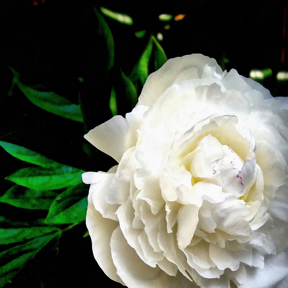 White Peony  art print by Michelle Calkins for $57.95 CAD