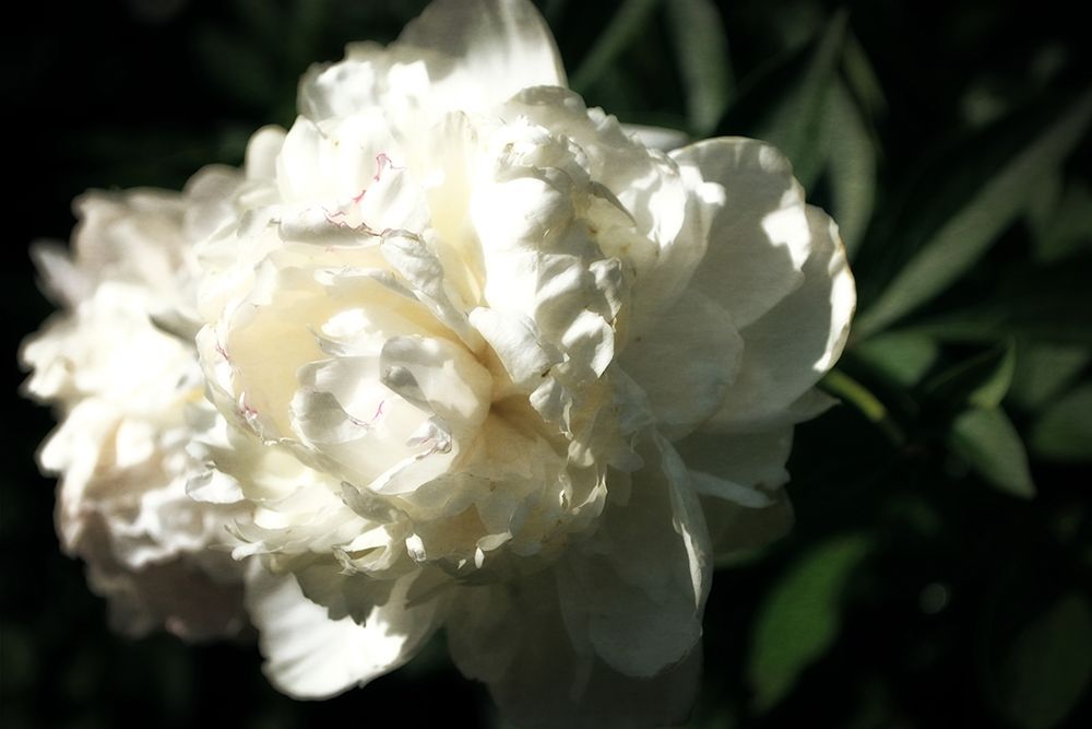 White Peony In Spring  art print by Michelle Calkins for $57.95 CAD
