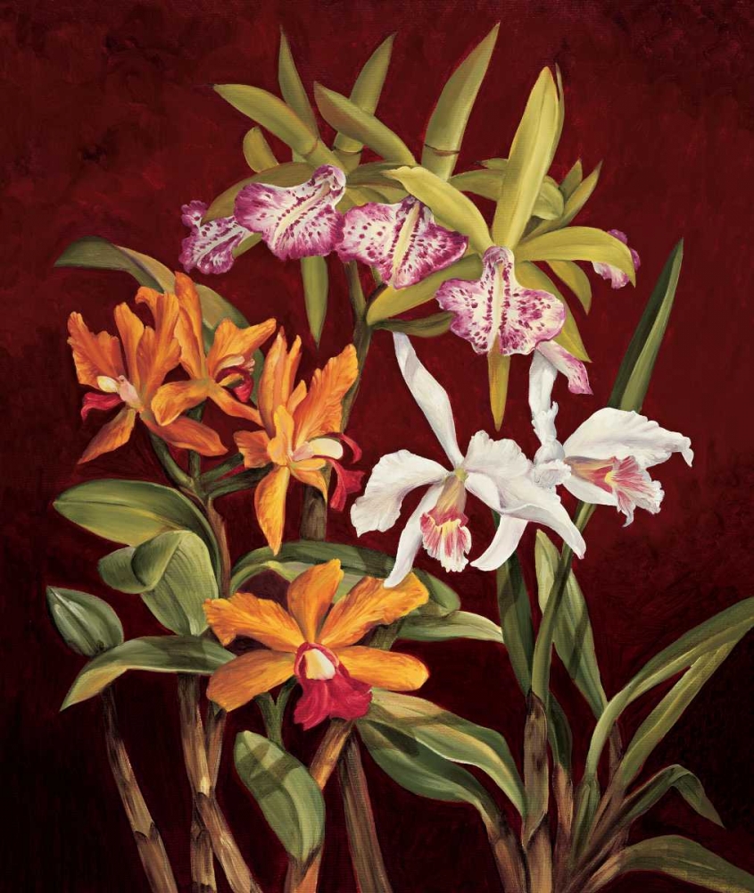 Orchid Trio II art print by Rodolfo Jimenez for $57.95 CAD