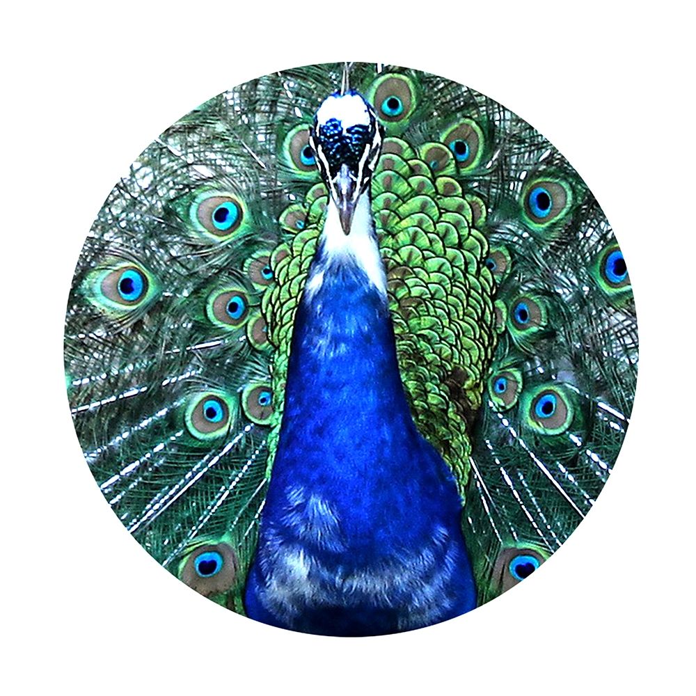 Round Peacock art print by Jamie Phillip for $57.95 CAD