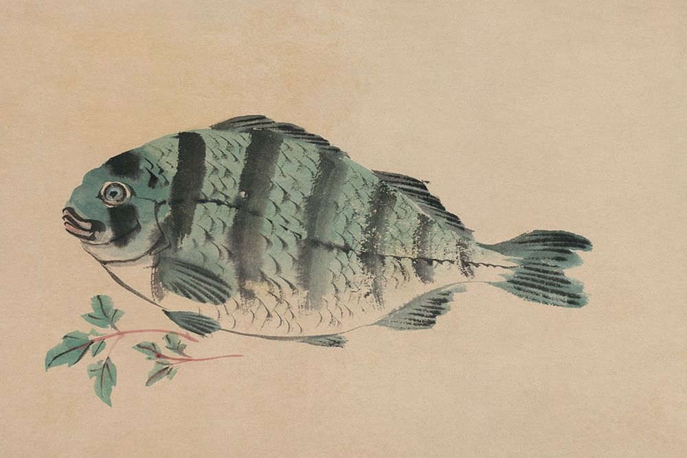 Striped Bass art print by Unknown for $57.95 CAD