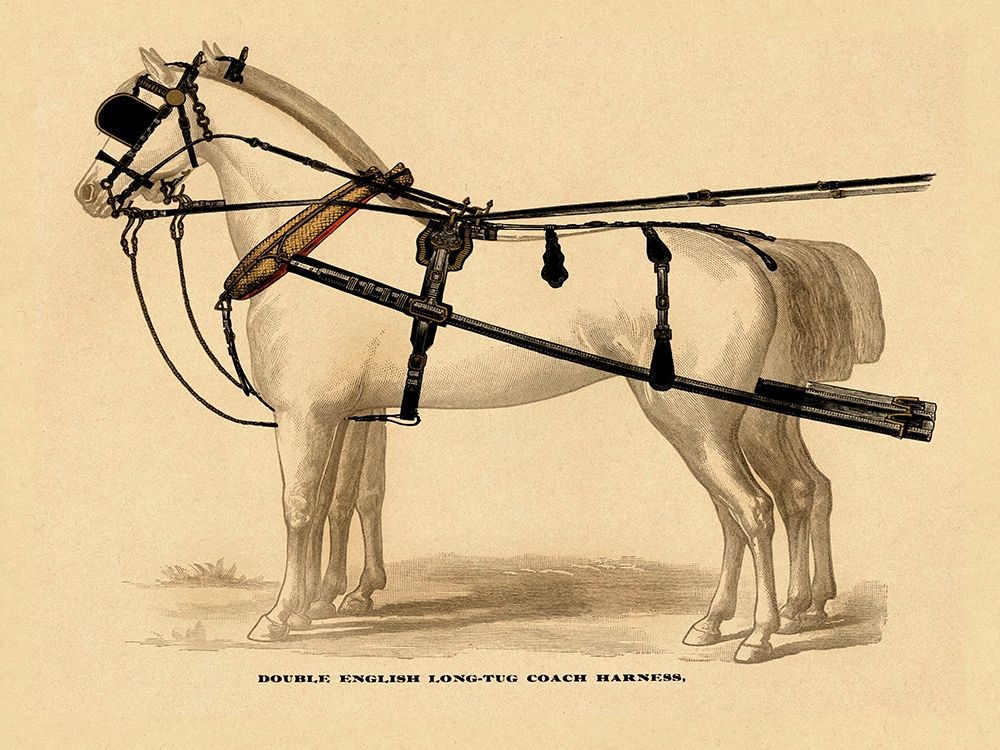 Saddles and Tack: Double English Long-Tug Coach,Sport,Competition,Sports,Play,win,score Harness art print by Unknown for $57.95 CAD