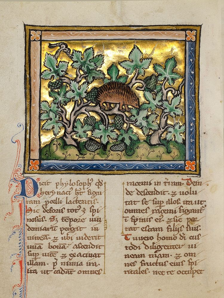 A Hedgehog art print by Franco-Flemish 13th Century for $57.95 CAD