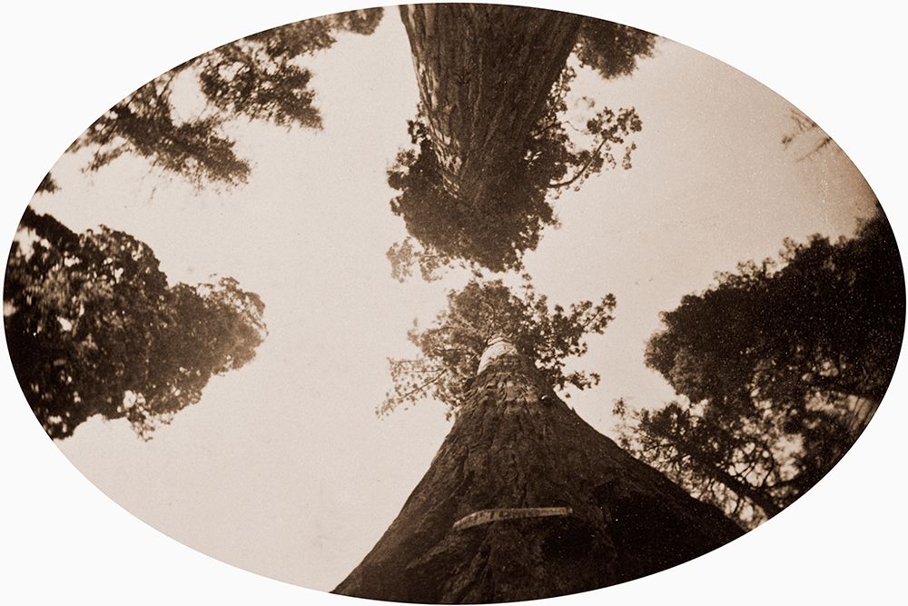 Among the Treetops, Calaveras Grove, California, 1878 art print by Carleton Watkins for $57.95 CAD