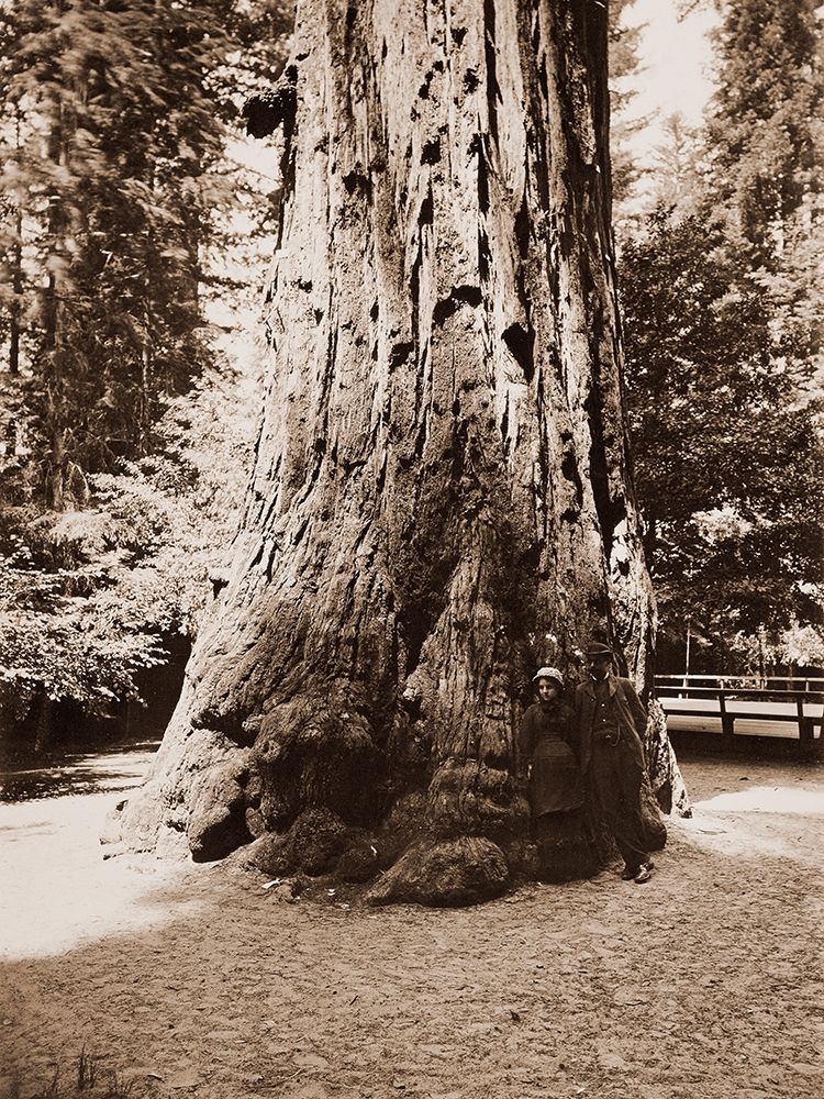 Big Tree Felton (Redwood), Santa Cruz, California, 1880s art print by Carleton Watkins for $57.95 CAD