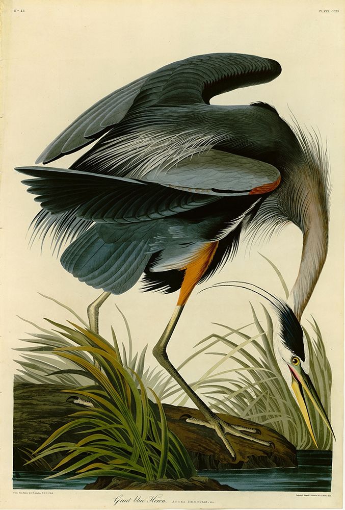 The Great Blue Heron art print by John James Audubon for $57.95 CAD
