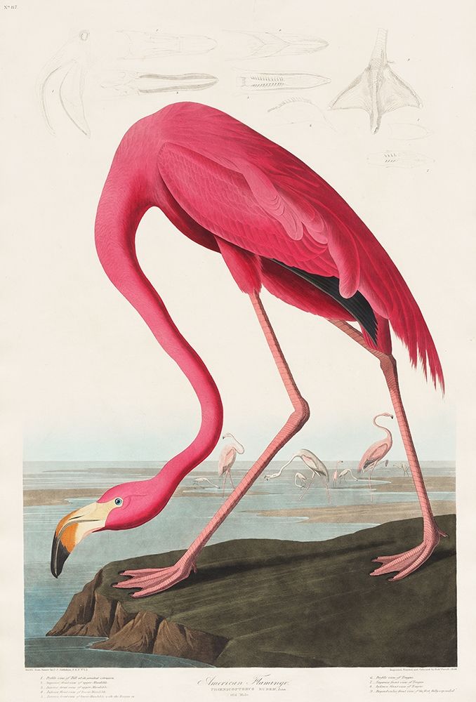 Pink Flamingo art print by John James Audubon for $57.95 CAD