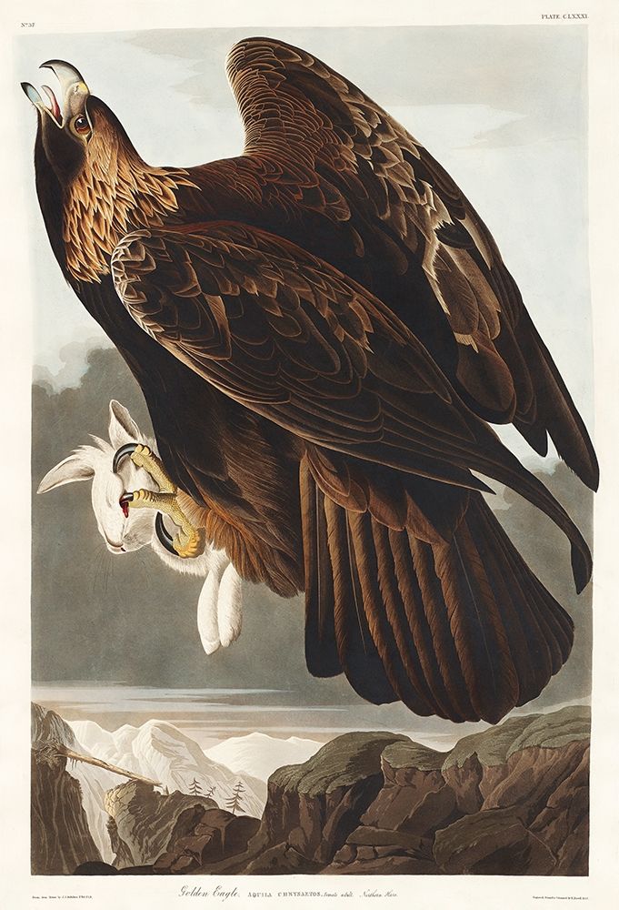 Golden Eagle art print by John James Audubon for $57.95 CAD