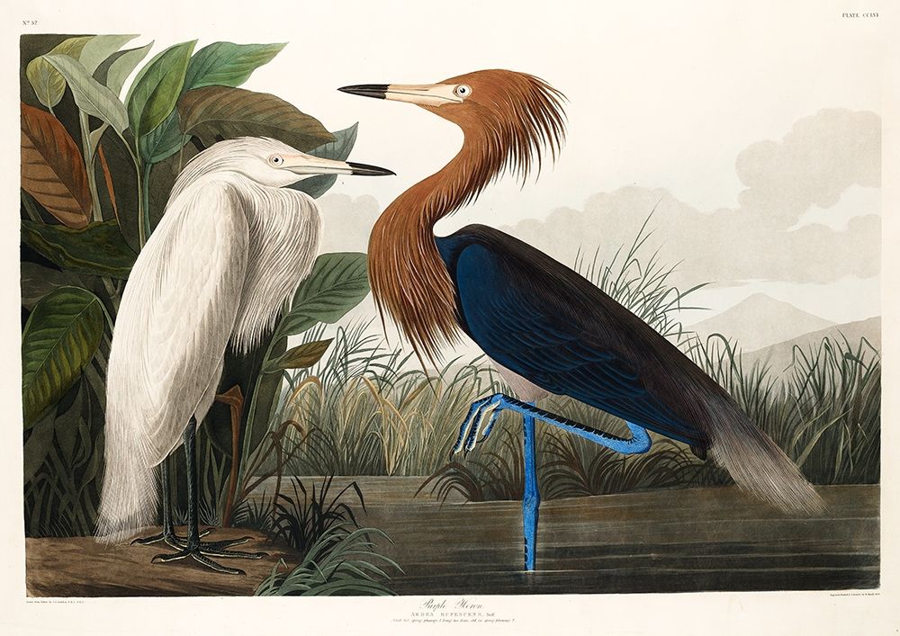 Purple Heron art print by John James Audubon for $57.95 CAD