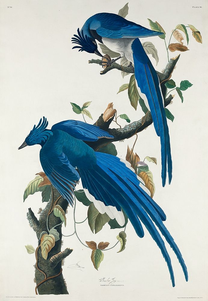 Columbia Jay art print by John James Audubon for $57.95 CAD