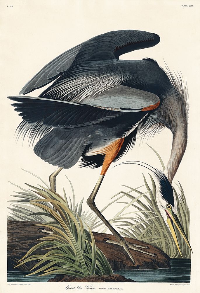 Great blue Heron art print by John James Audubon for $57.95 CAD