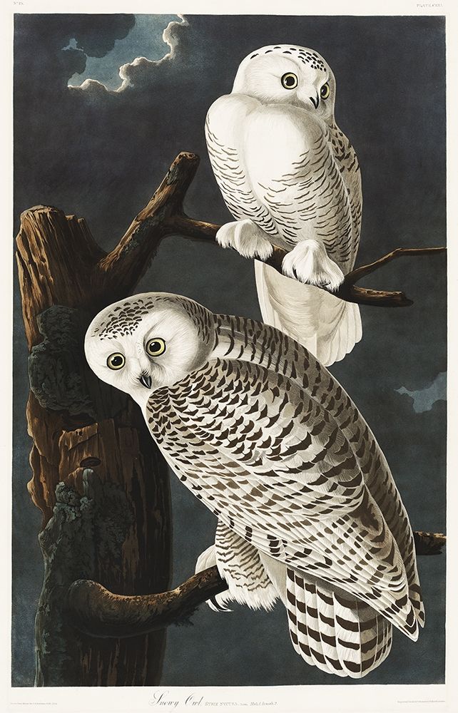 Snowy Owl art print by John James Audubon for $57.95 CAD