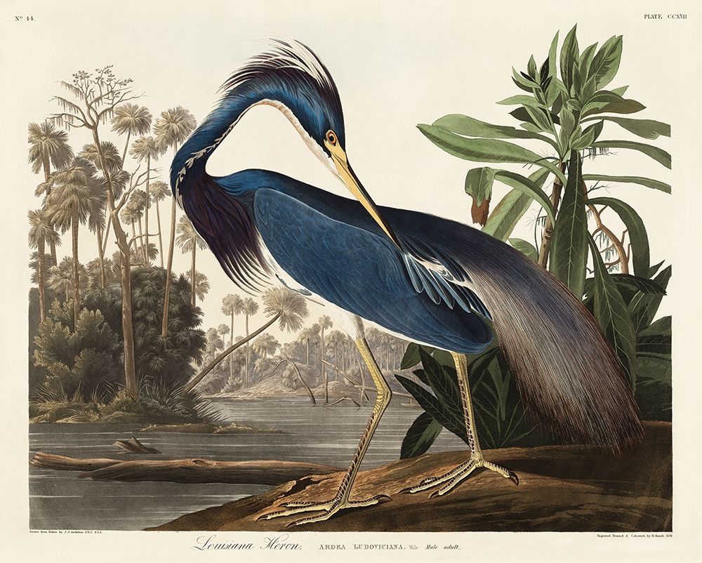 Louisiana Heron art print by John James Audubon for $57.95 CAD