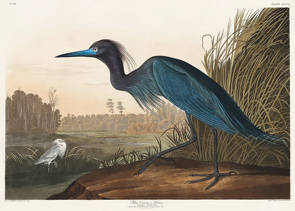 Blue Crane or Heron art print by John James Audubon for $57.95 CAD