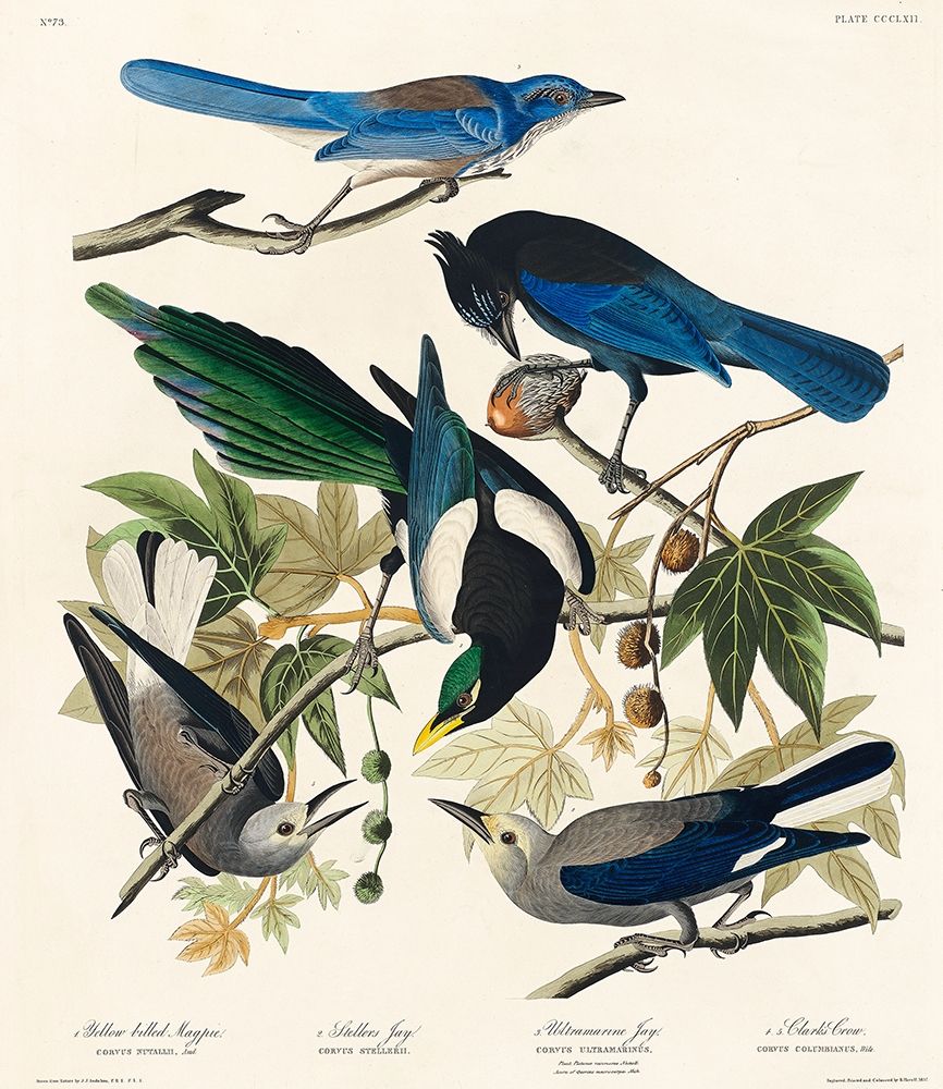 Yellow-Billed Magpie, Stellers Jay, Ultramarine Jay and Clarks Crow art print by John James Audubon for $57.95 CAD