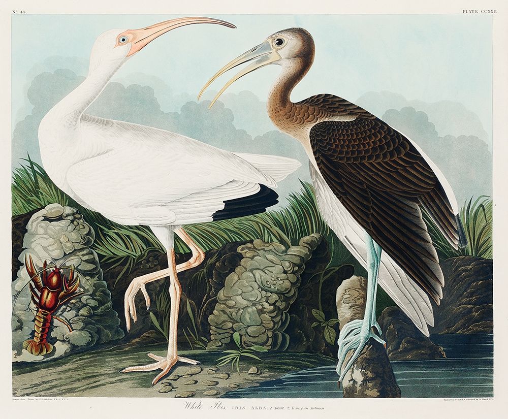 White Ibis art print by John James Audubon for $57.95 CAD