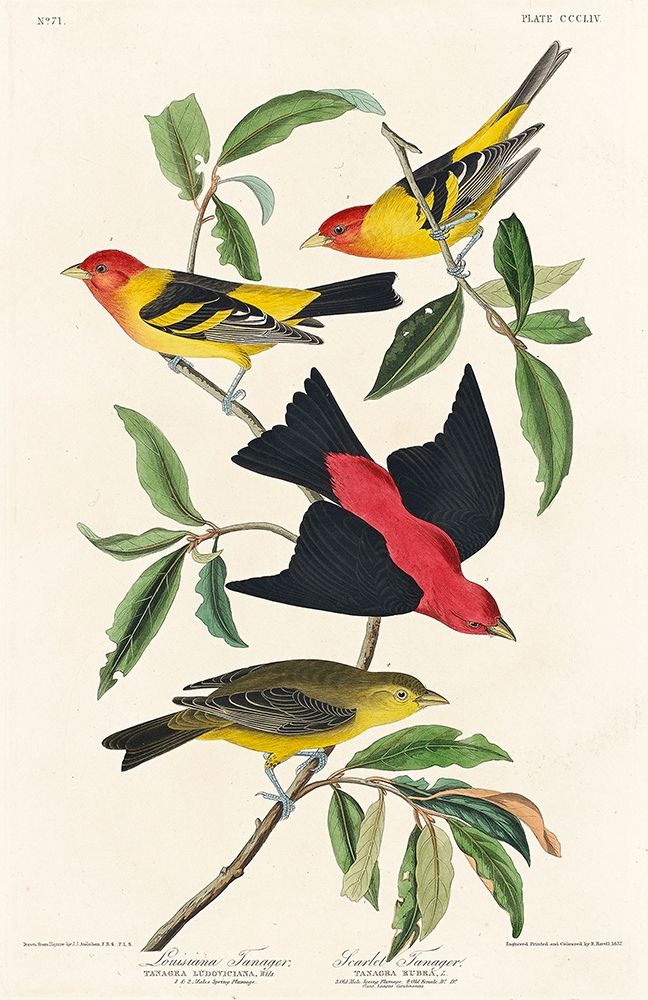 Louisiana Tanager and Scarlet Tanager art print by John James Audubon for $57.95 CAD