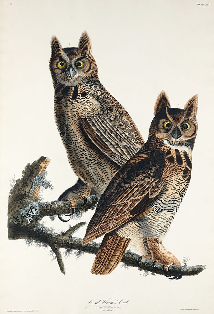 Great Horned Owl art print by John James Audubon for $57.95 CAD