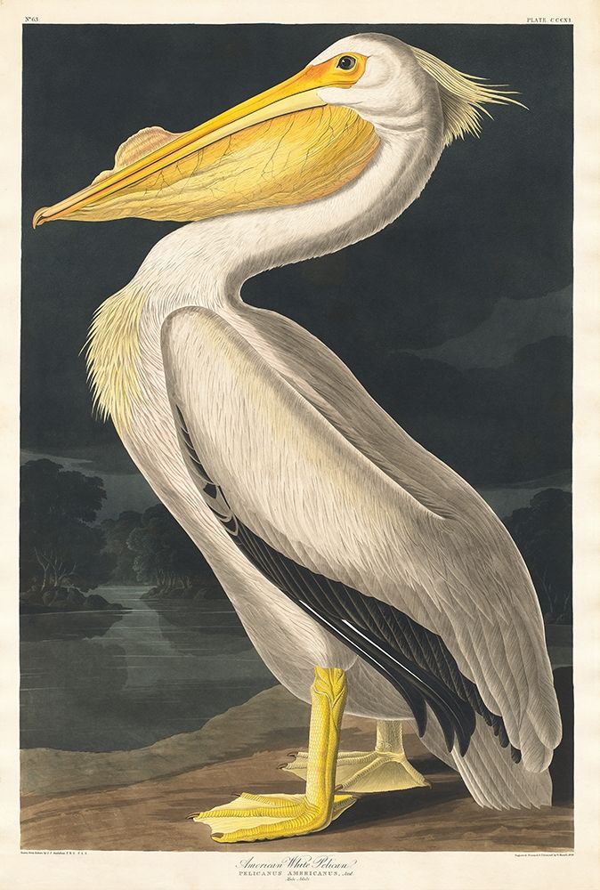 American White Pelican art print by John James Audubon for $57.95 CAD