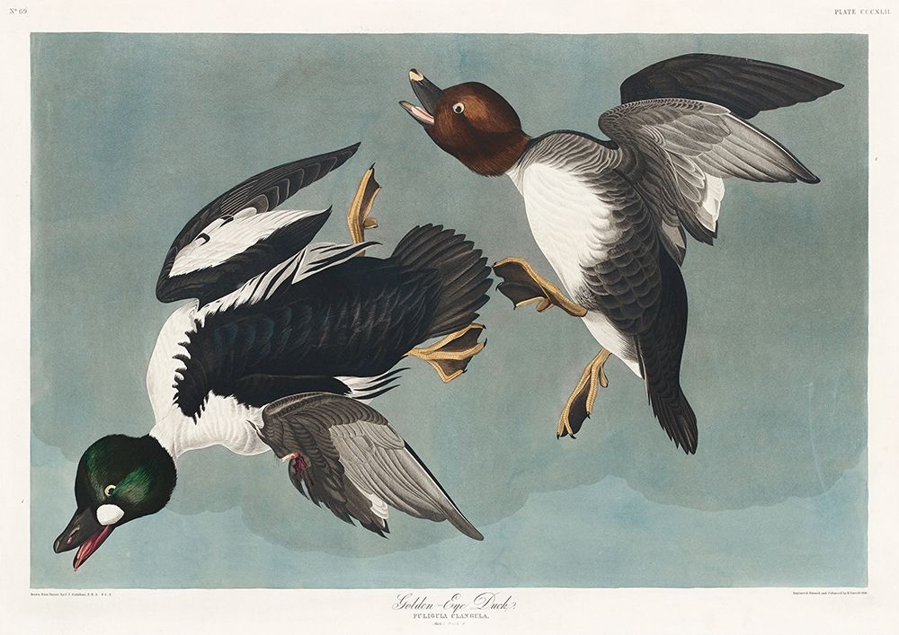 Golden-eye Duck art print by John James Audubon for $57.95 CAD