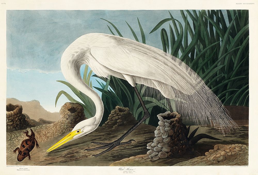 White Heron art print by John James Audubon for $57.95 CAD