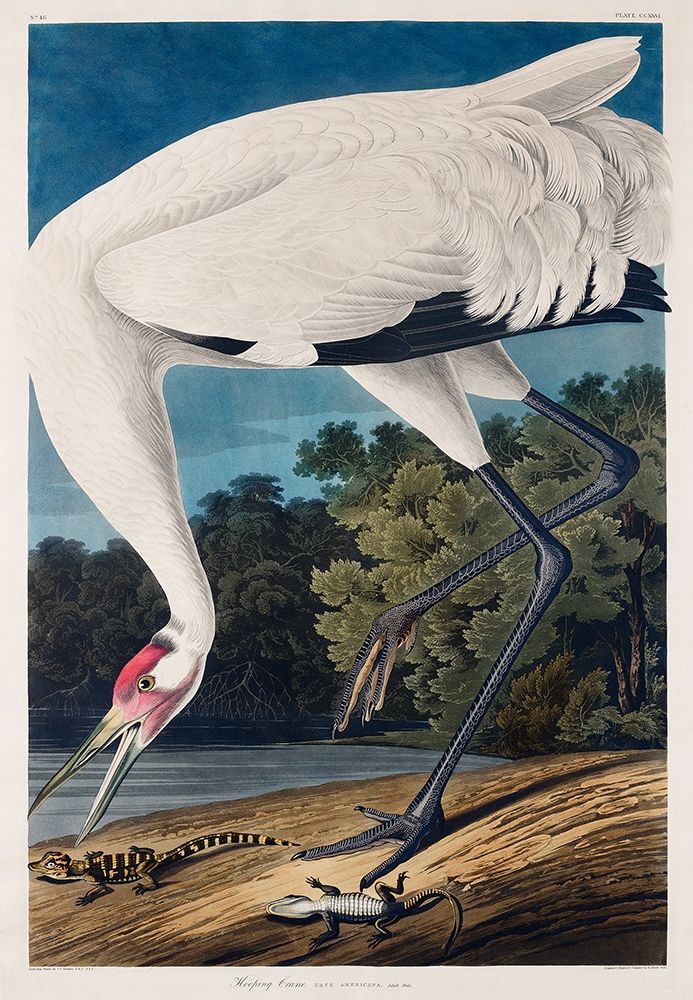 Hooping Crane art print by John James Audubon for $57.95 CAD