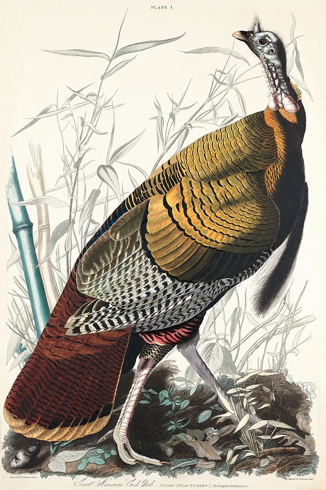 Wild Turkey or Great American Cock art print by John James Audubon for $57.95 CAD