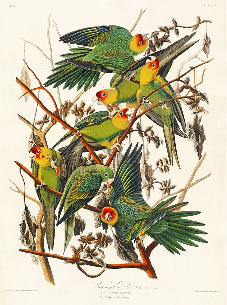 Carolina Parrot art print by John James Audubon for $57.95 CAD