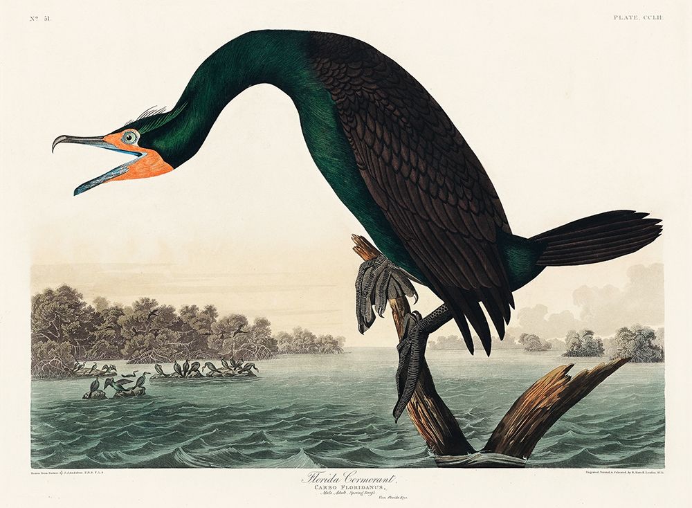 Florida Cormorant art print by John James Audubon for $57.95 CAD