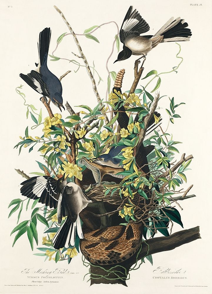 Mocking Bird art print by John James Audubon for $57.95 CAD