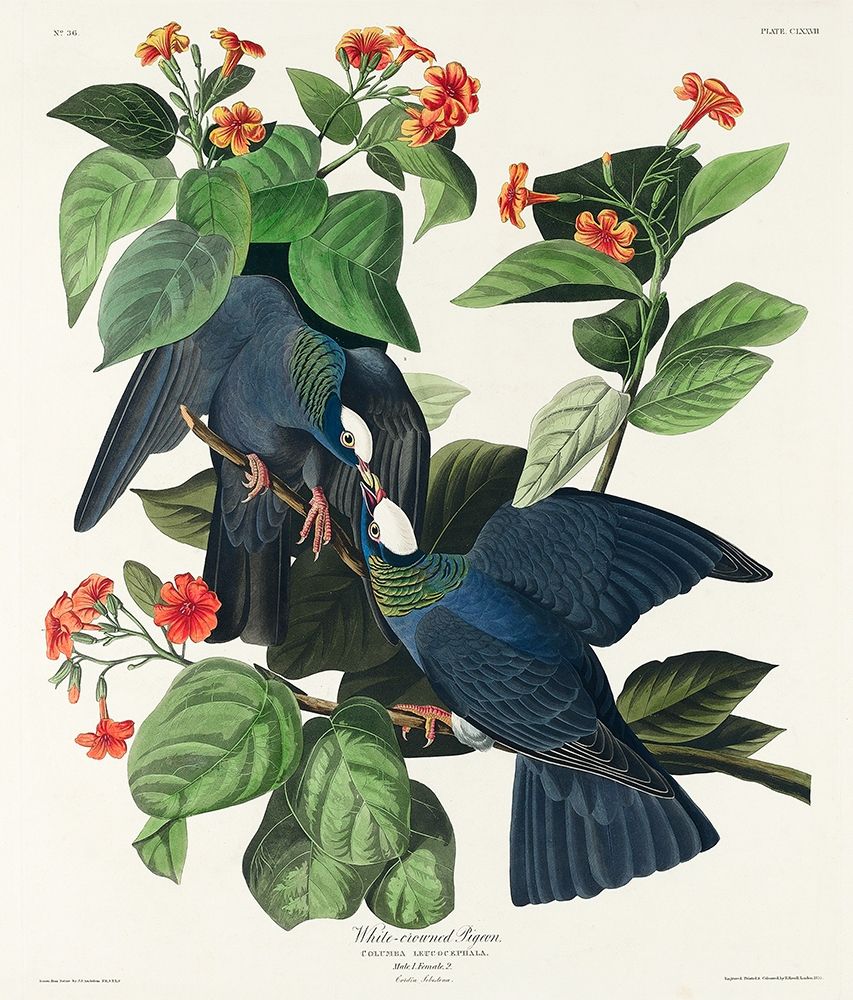 White-crowned Pigeon art print by John James Audubon for $57.95 CAD