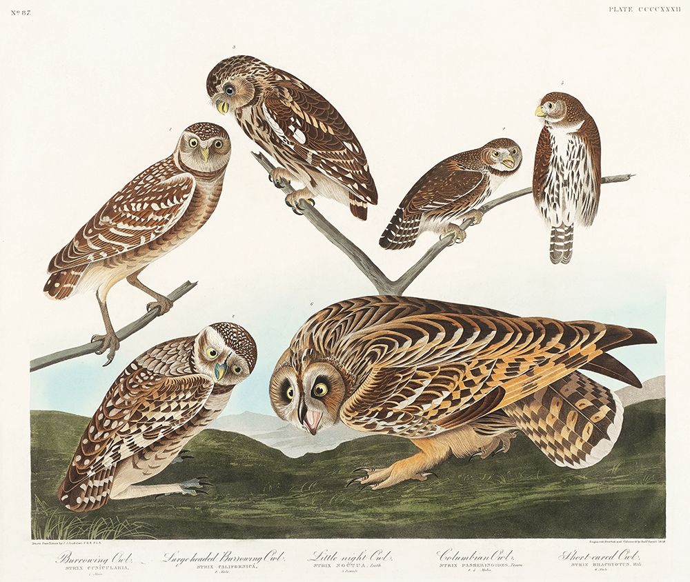 Burrowing Owl, Large-Headed Burrowing Owl, Little Night Owl, Columbian Owl and Short-cared Owl art print by John James Audubon for $57.95 CAD