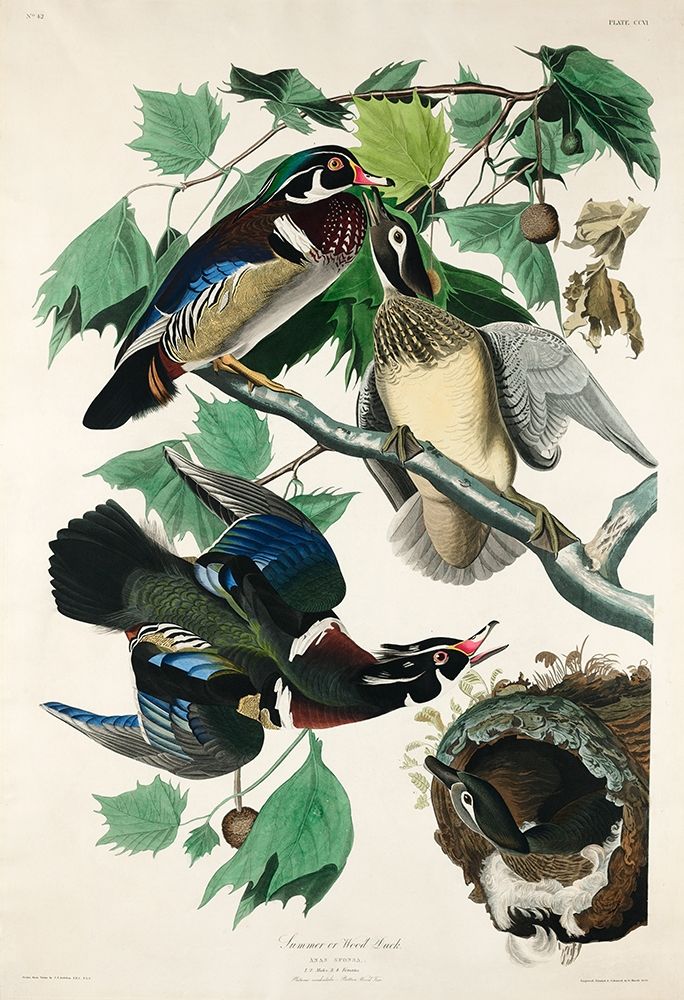 Summer, or Wood Duck art print by John James Audubon for $57.95 CAD