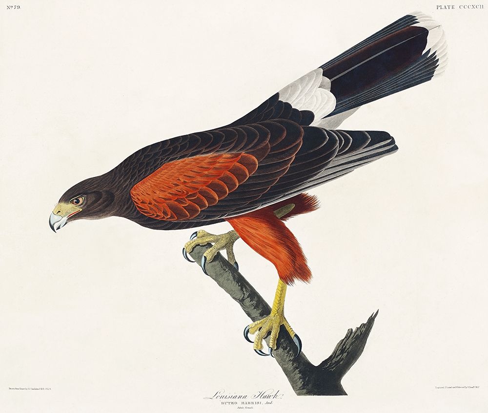 Louisiana Hawk art print by John James Audubon for $57.95 CAD