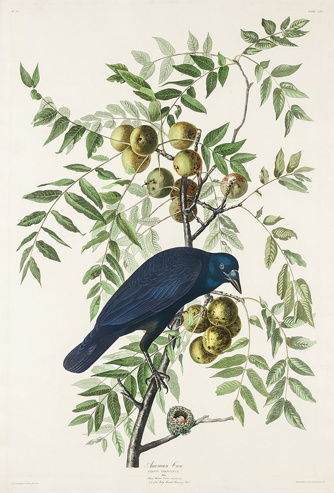 American Crow art print by John James Audubon for $57.95 CAD